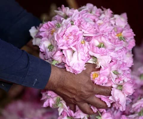 گل‌های رز در فرایند انتخاب مواد اولیه عطر